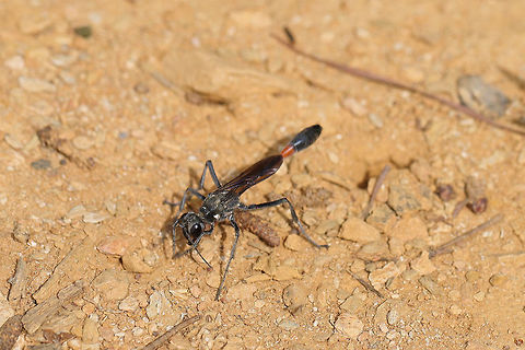 Common Thread-waisted Wasp (Ammophila procera) At the edge of a dense mixed (oak-hickory-pine) forest, dragging its paralyzed caterpillar prey to a burrow. 
https://www.jungledragon.com/image/80401/common_thread-waisted_wasp_ammophila_procera.html Ammophila procera,Common thread-waisted wasp,Geotagged,Spring,United States