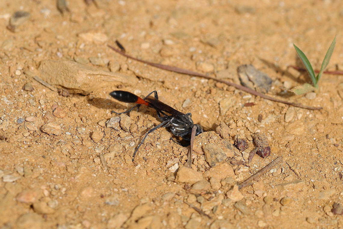 Common Thread-waisted Wasp (Ammophila procera) At the edge of a dense mixed (oak-hickory-pine) forest, dragging its paralyzed caterpillar prey to a burrow.<br />
<figure class="photo"><a href="https://www.jungledragon.com/image/80400/common_thread-waisted_wasp_ammophila_procera.html" title="Common Thread-waisted Wasp (Ammophila procera)"><img src="https://s3.amazonaws.com/media.jungledragon.com/images/3231/80400_thumb.jpg?AWSAccessKeyId=05GMT0V3GWVNE7GGM1R2&Expires=1769040010&Signature=928QuGBiJzOKxofbXRcK0uSko%2F8%3D" width="200" height="134" alt="Common Thread-waisted Wasp (Ammophila procera) At the edge of a dense mixed (oak-hickory-pine) forest, dragging its paralyzed caterpillar prey to a burrow. <br />
https://www.jungledragon.com/image/80401/common_thread-waisted_wasp_ammophila_procera.html Ammophila procera,Common thread-waisted wasp,Geotagged,Spring,United States" /></a></figure> Ammophila procera,Common thread-waisted wasp,Geotagged,Spring,United States