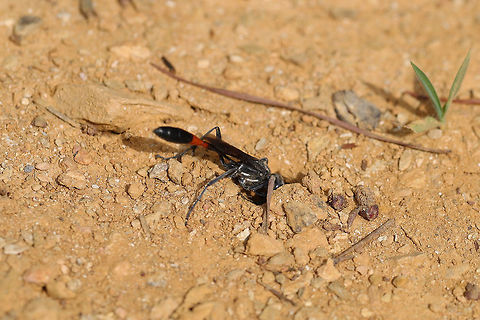 Common Thread-waisted Wasp (Ammophila procera) At the edge of a dense mixed (oak-hickory-pine) forest, dragging its paralyzed caterpillar prey to a burrow.
https://www.jungledragon.com/image/80400/common_thread-waisted_wasp_ammophila_procera.html Ammophila procera,Common thread-waisted wasp,Geotagged,Spring,United States