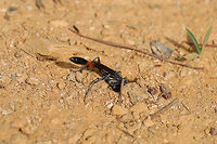 Common Thread-waisted Wasp (Ammophila procera) At the edge of a dense mixed (oak-hickory-pine) forest, dragging its paralyzed caterpillar prey to a burrow.<br />
https://www.jungledragon.com/image/80400/common_thread-waisted_wasp_ammophila_procera.html Ammophila procera,Common thread-waisted wasp,Geotagged,Spring,United States