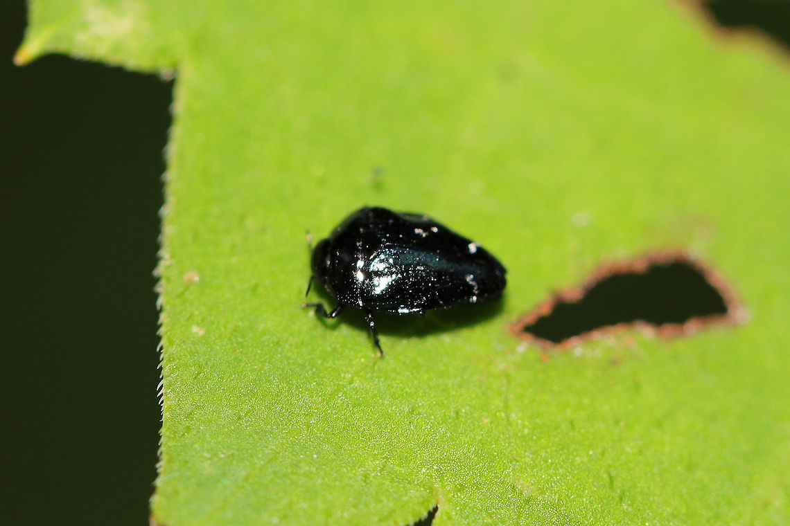 Leaf-Borer Beetle (Pachyschelus purpureus) Tiny beetle on Virginia Creeper (Parthenocissus quinquefolia) at the edge of a dense mixed (hickory-oak) forest. Geranium maculatum, a host plant, nearby. Geotagged,Pachyschelus purpureus,Spring,United States