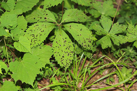 Virginia Creeper (Parthenocissus quinquefolia) with leaf damage Growing at the edge of a dense mixed (hickory-oak) forest. The only insect nearby was a Leaf-Borer Beetle (Pachyschelus purpureus), but I'm not sure this is the typical damage done by this insect.  Either way, the pattern is very striking! Geotagged,Parthenocissus quinquefolia,Spring,United States,Virginia creeper