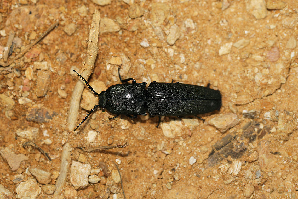Chalcolepidius viridipilis Click beetle at the edge of a dense mixed (oak-hickory-pine) forest. Near fallen pines.<br />
Elytra are grooved, while antennae are pectinate. Body has a green shimmer/sparkle. End of abdomen appears furry.<br />
<br />
Made a "clicking" noise and snapping body posture when I attempted to flip it! <br />
<br />
Note: "Viridipilis" translates (from Latin) to "green hair". This species has green pubescence!<br />
<figure class="photo"><a href="https://www.jungledragon.com/image/80477/chalcolepidius_viridipilis.html" title="Chalcolepidius viridipilis"><img src="https://s3.amazonaws.com/media.jungledragon.com/images/3231/80477_thumb.jpg?AWSAccessKeyId=05GMT0V3GWVNE7GGM1R2&Expires=1769040010&Signature=a6gLRscjLMTi97rOWWlQc7GfI74%3D" width="102" height="152" alt="Chalcolepidius viridipilis Click beetle at the edge of a dense mixed (oak-hickory-pine) forest. Near fallen pines.<br />
Elytra are grooved, while antennae are pectinate. Body has a green shimmer/sparkle.<br />
<br />
Made a "clicking" noise and snapping body posture when I attempted to flip it! <br />
<br />
Note: "Viridipilis" translates (from Latin) to "green hair". This species has green pubescence!<br />
https://www.jungledragon.com/image/80476/chalcolepidius_viridipilis.html Chalcolepidius viridipilis,Geotagged,Spring,United States" /></a></figure> Chalcolepidius viridipilis,Geotagged,Spring,United States