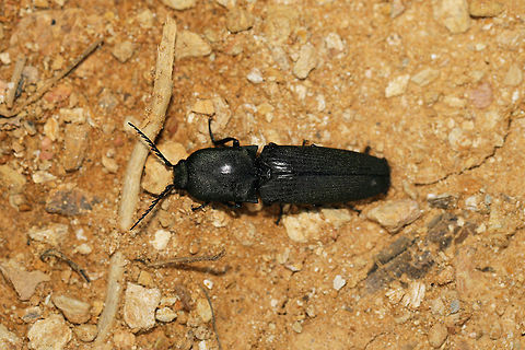 Chalcolepidius viridipilis Click beetle at the edge of a dense mixed (oak-hickory-pine) forest. Near fallen pines.
Elytra are grooved, while antennae are pectinate. Body has a green shimmer/sparkle. End of abdomen appears furry.

Made a "clicking" noise and snapping body posture when I attempted to flip it! 

Note: "Viridipilis" translates (from Latin) to "green hair". This species has green pubescence!
https://www.jungledragon.com/image/80477/chalcolepidius_viridipilis.html Chalcolepidius viridipilis,Geotagged,Spring,United States