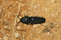 Chalcolepidius viridipilis Click beetle at the edge of a dense mixed (oak-hickory-pine) forest. Near fallen pines.<br />
Elytra are grooved, while antennae are pectinate. Body has a green shimmer/sparkle. End of abdomen appears furry.<br />
<br />
Made a "clicking" noise and snapping body posture when I attempted to flip it! <br />
<br />
Note: "Viridipilis" translates (from Latin) to "green hair". This species has green pubescence!<br />
https://www.jungledragon.com/image/80477/chalcolepidius_viridipilis.html Chalcolepidius viridipilis,Geotagged,Spring,United States