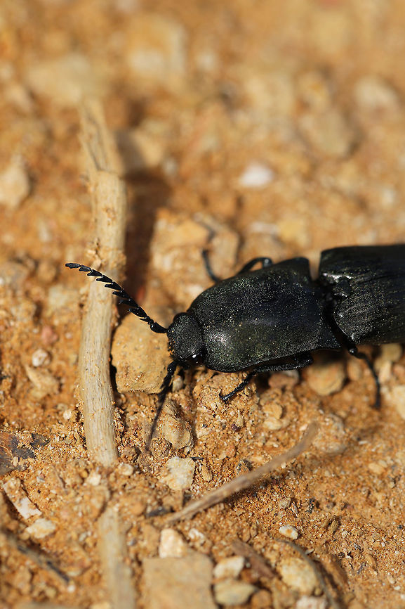 Chalcolepidius viridipilis Click beetle at the edge of a dense mixed (oak-hickory-pine) forest. Near fallen pines.<br />
Elytra are grooved, while antennae are pectinate. Body has a green shimmer/sparkle.<br />
<br />
Made a "clicking" noise and snapping body posture when I attempted to flip it! <br />
<br />
Note: "Viridipilis" translates (from Latin) to "green hair". This species has green pubescence!<br />
<figure class="photo"><a href="https://www.jungledragon.com/image/80476/chalcolepidius_viridipilis.html" title="Chalcolepidius viridipilis"><img src="https://s3.amazonaws.com/media.jungledragon.com/images/3231/80476_thumb.jpg?AWSAccessKeyId=05GMT0V3GWVNE7GGM1R2&Expires=1759968010&Signature=1Erok2he6jbTplWUrqqsHh589PY%3D" width="200" height="134" alt="Chalcolepidius viridipilis Click beetle at the edge of a dense mixed (oak-hickory-pine) forest. Near fallen pines.<br />
Elytra are grooved, while antennae are pectinate. Body has a green shimmer/sparkle. End of abdomen appears furry.<br />
<br />
Made a "clicking" noise and snapping body posture when I attempted to flip it! <br />
<br />
Note: "Viridipilis" translates (from Latin) to "green hair". This species has green pubescence!<br />
https://www.jungledragon.com/image/80477/chalcolepidius_viridipilis.html Chalcolepidius viridipilis,Geotagged,Spring,United States" /></a></figure> Chalcolepidius viridipilis,Geotagged,Spring,United States