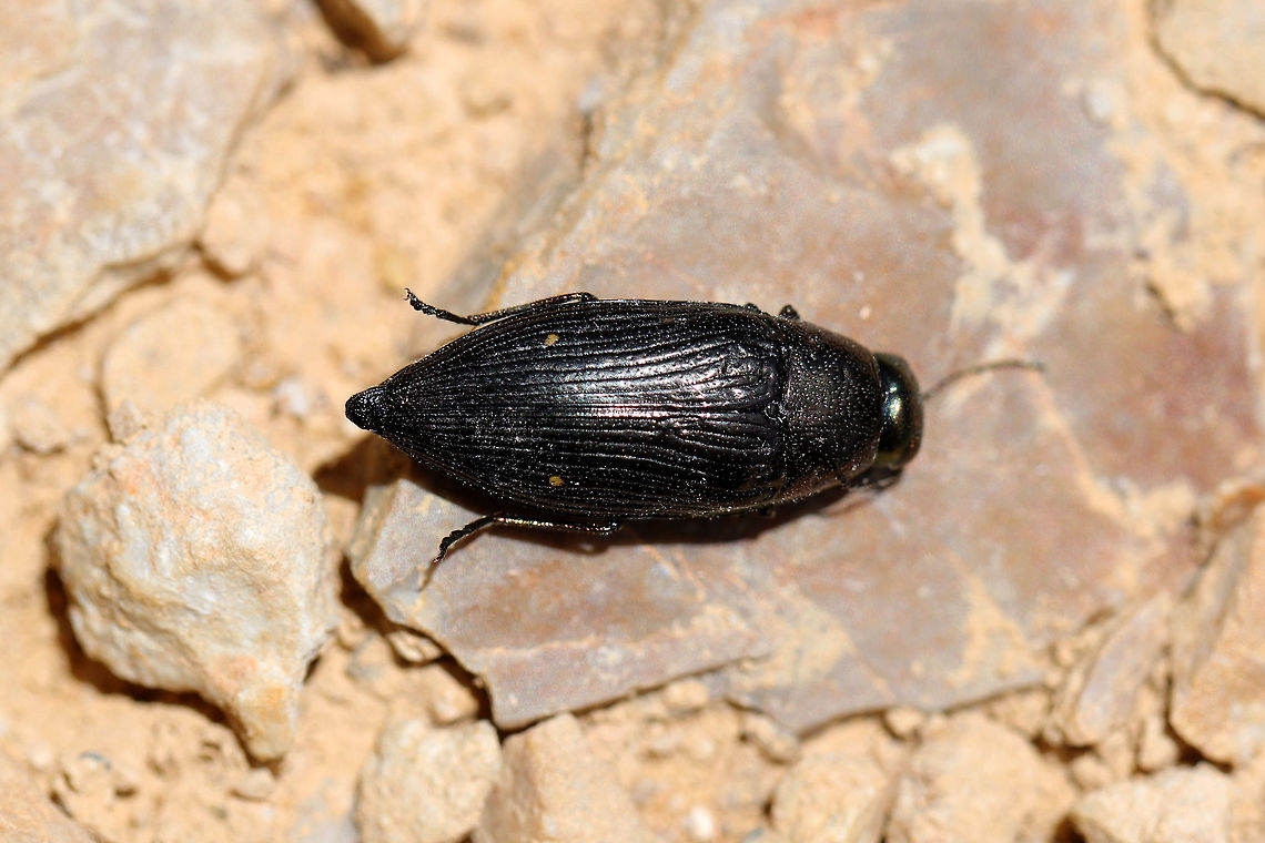 Buprestis maculipennis  At the edge of a dense mixed (hickory-oak) forest. Elytral patterns are supposedly variable on this one, but spots on the ventral side (not shown here) point to this ID.<br />
<br />
Yellow dots on dark purple/black (iridescent) elytra.  Buprestis maculipennis,Geotagged,Spring,United States