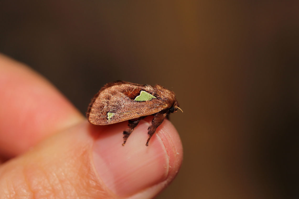 Spiny Oak-slug Moth (Euclea delphinii) At the edge of a dense mixed (oak-hickory) forest. <br />
<figure class="photo"><a href="https://www.jungledragon.com/image/80530/spiny_oak-slug_moth_euclea_delphinii.html" title="Spiny Oak-slug Moth (Euclea delphinii)"><img src="https://s3.amazonaws.com/media.jungledragon.com/images/3231/80530_thumb.jpg?AWSAccessKeyId=05GMT0V3GWVNE7GGM1R2&Expires=1769040010&Signature=ctIkxuIbh2PFx53%2BkJLPOoA89GI%3D" width="200" height="134" alt="Spiny Oak-slug Moth (Euclea delphinii) At the edge of a dense mixed (oak-hickory) forest. <br />
https://www.jungledragon.com/image/80529/spiny_oak-slug_moth_euclea_delphinii.html Euclea  delphinii,Euclea delphinii,Geotagged,Spring,United States" /></a></figure> Euclea  delphinii,Euclea delphinii,Geotagged,Spring,United States