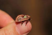 Spiny Oak-slug Moth (Euclea delphinii) At the edge of a dense mixed (oak-hickory) forest. <br />
https://www.jungledragon.com/image/80530/spiny_oak-slug_moth_euclea_delphinii.html Euclea  delphinii,Euclea delphinii,Geotagged,Spring,United States