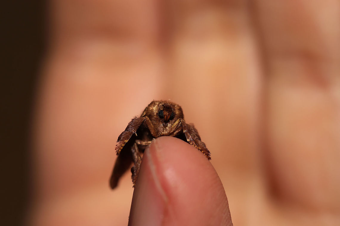 Spiny Oak-slug Moth (Euclea delphinii) At the edge of a dense mixed (oak-hickory) forest. <br />
<figure class="photo"><a href="https://www.jungledragon.com/image/80529/spiny_oak-slug_moth_euclea_delphinii.html" title="Spiny Oak-slug Moth (Euclea delphinii)"><img src="https://s3.amazonaws.com/media.jungledragon.com/images/3231/80529_thumb.jpg?AWSAccessKeyId=05GMT0V3GWVNE7GGM1R2&Expires=1769040010&Signature=7uPKRW8MoOm8BfjafygDoGh46ps%3D" width="200" height="134" alt="Spiny Oak-slug Moth (Euclea delphinii) At the edge of a dense mixed (oak-hickory) forest. <br />
https://www.jungledragon.com/image/80530/spiny_oak-slug_moth_euclea_delphinii.html Euclea  delphinii,Euclea delphinii,Geotagged,Spring,United States" /></a></figure> Euclea  delphinii,Euclea delphinii,Geotagged,Spring,United States
