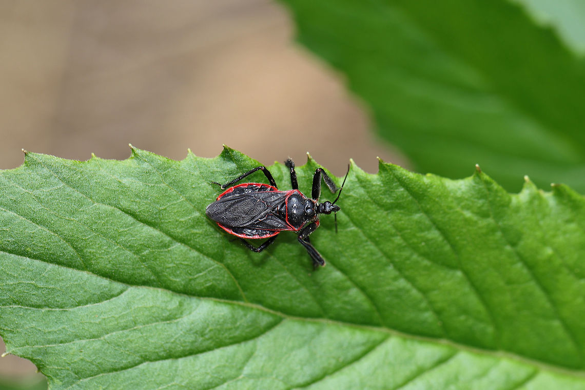 Bee Assassin (Apiomerus crassipes) At the edge of a dense mixed (oak-hickory-pine) forest. <br />
As its common name implies, Apiomerus crassipes is a hunter of hymenopterans and pollinating insects. Its tibiae are coated in a sticky resin which helps it better capture its prey! Apiomerus crassipes,Geotagged,Spring,United States