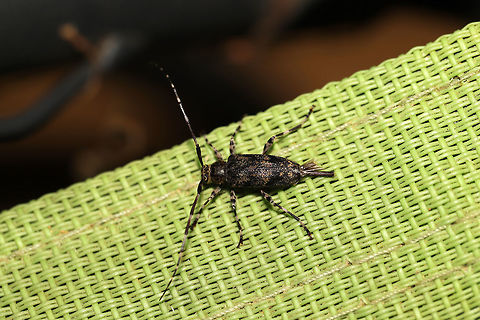 Banded Graphisurus (Graphisurus fasciatus) Longhorn beetle at the edge of a dense mixed (oak-hickory-pine) forest.  Geotagged,Graphisurus fasciatus,Spring,United States