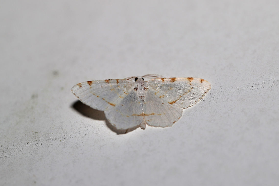 Lesser Maple Spanworm Moth (Macaria pustularia) Came to porch lights at the edge of a dense mixed (oak-hickory-pine) forest. <br />
<br />
I still don't have my moth light setup ready, so this was a difficult one to photograph. I had to stand on my tip-toes to get to it! Speranza pustularia