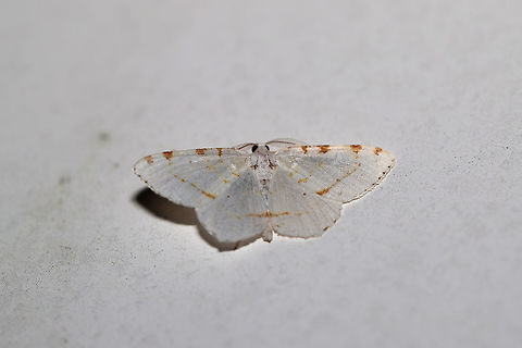 Lesser Maple Spanworm Moth (Macaria pustularia) Came to porch lights at the edge of a dense mixed (oak-hickory-pine) forest. 

I still don't have my moth light setup ready, so this was a difficult one to photograph. I had to stand on my tip-toes to get to it! Speranza pustularia