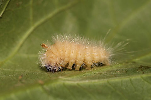 Close-banded Yellowhorn Moth (Colocasia propinquilinea)? Double checking this! On Carolina Milkvine (Matelea carolinensis) at the edge of a dense mixed (hickory-oak) forest.
https://www.jungledragon.com/image/80601/moth_larva.html Closebanded yellowhorn,Colocasia  propinquilinea,Geotagged,Noctuid,Noctuidae,Spring,United States,caterpillar,immature,larvae,moth,moth larva,yellowhorn moth