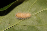 Close-banded Yellowhorn Moth (Colocasia propinquilinea)? Double checking this! On Carolina Milkvine (Matelea carolinensis) at the edge of a dense mixed (hickory-oak) forest.<br />
https://www.jungledragon.com/image/80600/moth_larva.html Closebanded yellowhorn,Colocasia propinquilinea,Geotagged,Lymire edwardsii,Spring,United States