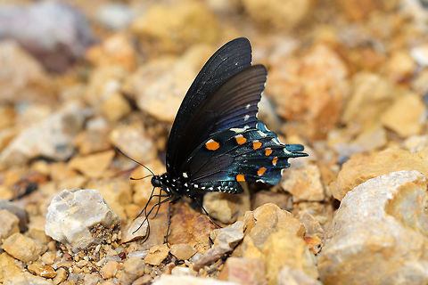 Pipevine Swallowtail (Battus philenor) Nectaring on chert/rocks after a storm. At the edge of a dense mixed (hickory-oak-pine) forest.  Battus philenor,Geotagged,Pipevine Swallowtail,Spring,United States