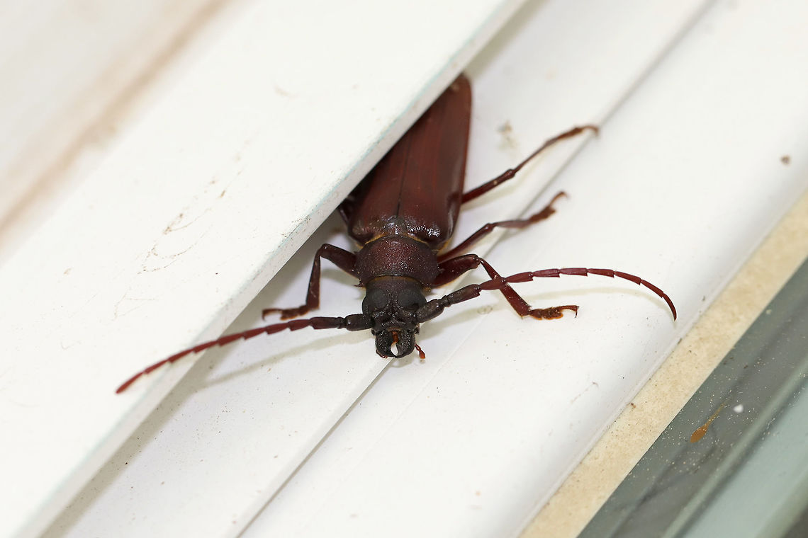 Brown Prionid Beetle (Orthosoma brunneum) At porch lights near an overgrown backyard habitat. <br />
<figure class="photo"><a href="https://www.jungledragon.com/image/80650/brown_prionid_beetle_orthosoma_brunneum.html" title="Brown Prionid Beetle (Orthosoma brunneum)"><img src="https://s3.amazonaws.com/media.jungledragon.com/images/3231/80650_thumb.jpg?AWSAccessKeyId=05GMT0V3GWVNE7GGM1R2&Expires=1769040010&Signature=i%2Bu5K8c6o3A3cFpBp8ulsNvzC7I%3D" width="200" height="134" alt="Brown Prionid Beetle (Orthosoma brunneum) At porch lights near an overgrown backyard habitat. <br />
https://www.jungledragon.com/image/80649/brown_prionid_beetle_orthosoma_brunneum.html Geotagged,Orthosoma brunneum,Spring,United States" /></a></figure> Geotagged,Orthosoma brunneum,Spring,United States
