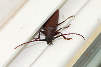 Brown Prionid Beetle (Orthosoma brunneum) At porch lights near an overgrown backyard habitat. <br />
https://www.jungledragon.com/image/80650/brown_prionid_beetle_orthosoma_brunneum.html Geotagged,Orthosoma brunneum,Spring,United States