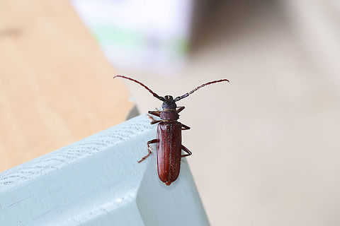 Brown Prionid Beetle (Orthosoma brunneum) At porch lights near an overgrown backyard habitat. 
https://www.jungledragon.com/image/80649/brown_prionid_beetle_orthosoma_brunneum.html Geotagged,Orthosoma brunneum,Spring,United States