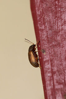 Colaspis sp. At porch lights near an overgrown backyard habitat.
https://www.jungledragon.com/image/80652/colaspis_sp.html Geotagged,Spring,United States