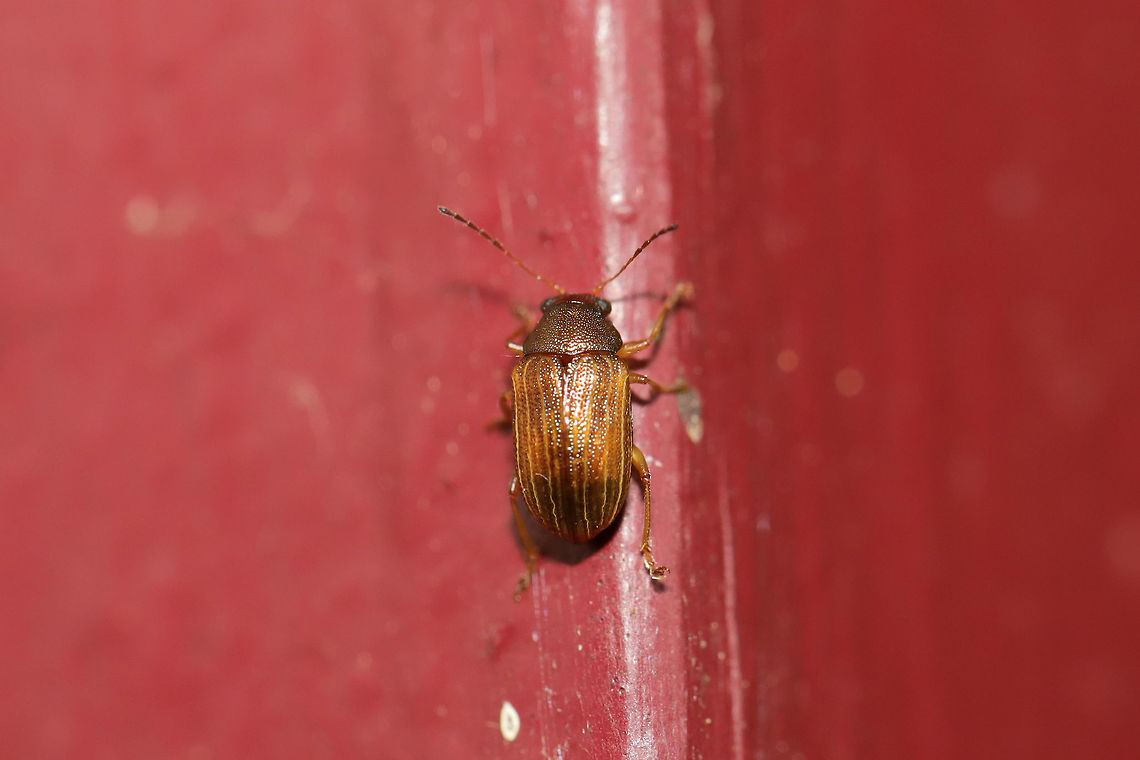 Colaspis sp. At porch lights near an overgrown backyard habitat. <br />
<figure class="photo"><a href="https://www.jungledragon.com/image/80651/colaspis_sp.html" title="Colaspis sp."><img src="https://s3.amazonaws.com/media.jungledragon.com/images/3231/80651_thumb.jpg?AWSAccessKeyId=05GMT0V3GWVNE7GGM1R2&Expires=1759968010&Signature=3E8IvM0eXj1yDz0nqBZfIEzR6tc%3D" width="102" height="152" alt="Colaspis sp. At porch lights near an overgrown backyard habitat.<br />
https://www.jungledragon.com/image/80652/colaspis_sp.html Geotagged,Spring,United States" /></a></figure> Geotagged,Spring,United States