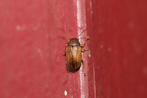 Colaspis sp. At porch lights near an overgrown backyard habitat. 
https://www.jungledragon.com/image/80651/colaspis_sp.html Geotagged,Spring,United States