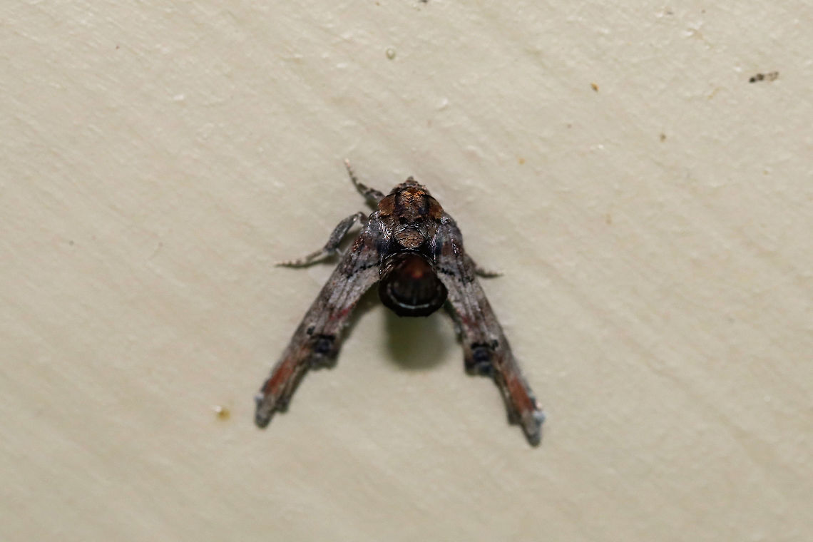 Dark Marathyssa Moth (Marathyssa inficita) At porch lights near an overgrown backyard habitat <br />
Another not-so-great shot. Still wanted to contribute some species richness to the site though! Geotagged,Marathyssa inficita,Spring,United States