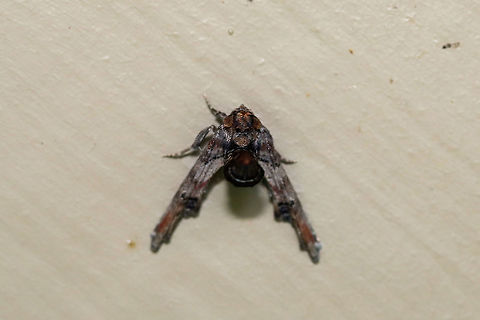 Dark Marathyssa Moth (Marathyssa inficita) At porch lights near an overgrown backyard habitat 
Another not-so-great shot. Still wanted to contribute some species richness to the site though! Geotagged,Marathyssa inficita,Spring,United States