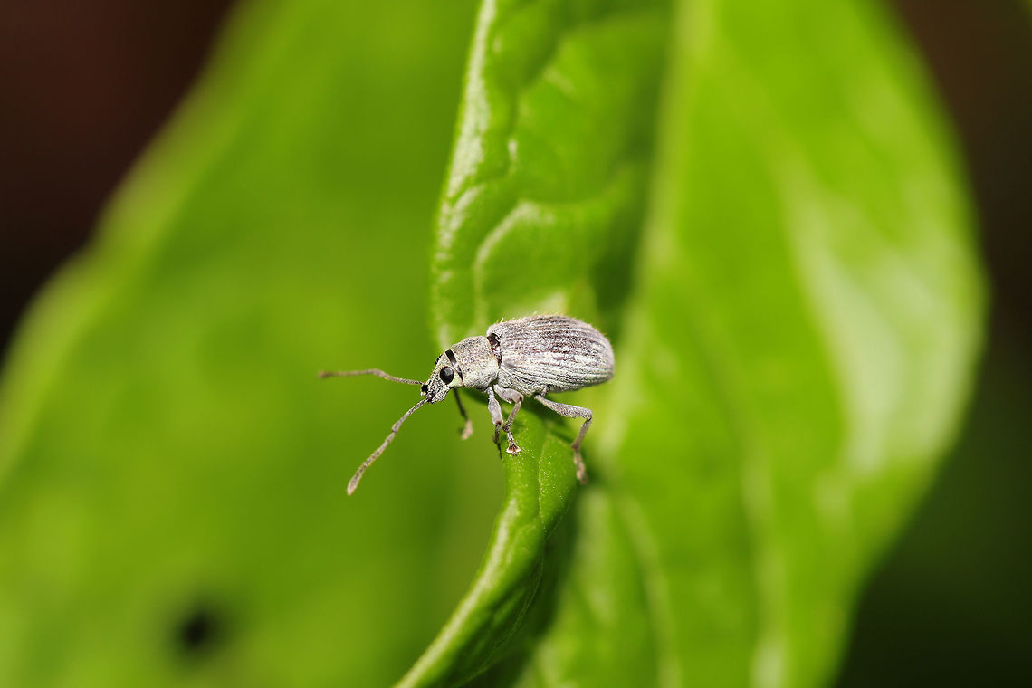 Asiatic Oak Weevil (Cyrtepistomus castaneus) Resting on Pokeweed (Phytolacca americana) at the edge of a dense mixed (hickory-oak-forest). Cyrtepistomus castaneus,Geotagged,Spring,United States