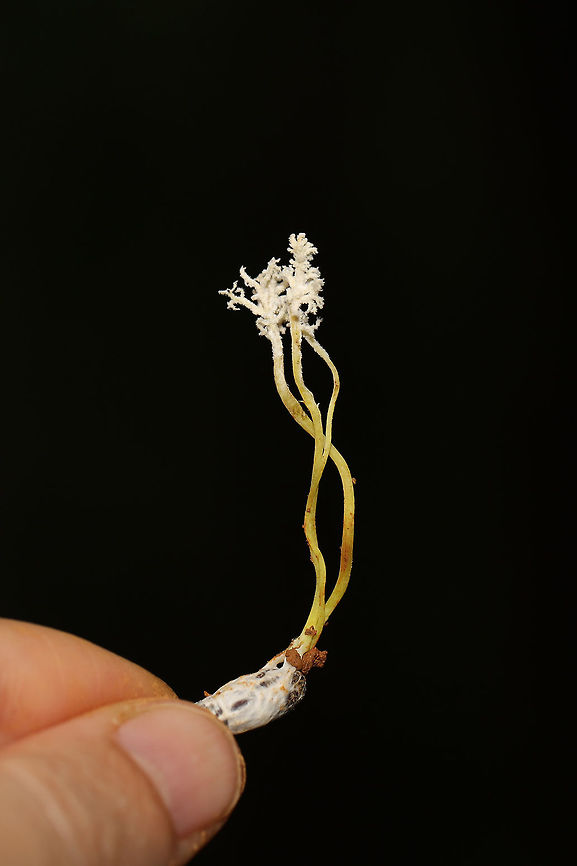 Isaria tenuipes Not 100 percent on ID, but it seems the most likely candidate. Sorry for lack of in-situ photo! Urghh! Dropped the ball there. Found at the edge of a dense mixed (hickory-oak) forest in Gordon County, Georgia, US. June 20, 2019.<br />
<br />
I noticed the fruiting body poking out of mud/soil on the side of a ridge. Mostly oaks and hickories growing nearby. With careful digging, I produced the Lepidopteran pupal host (not sure of species, so feel free to help out there as well). <br />
<figure class="photo"><a href="https://www.jungledragon.com/image/80803/isaria_tenuipes.html" title="Isaria tenuipes"><img src="https://s3.amazonaws.com/media.jungledragon.com/images/3231/80803_thumb.jpg?AWSAccessKeyId=05GMT0V3GWVNE7GGM1R2&Expires=1770854410&Signature=o8Thtz%2F5doFyjwHDK3DWYe1%2Bp%2F0%3D" width="200" height="134" alt="Isaria tenuipes Not 100 percent on ID, but it seems the most likely candidate.  Sorry for lack of in-situ photo! Urghh! Dropped the ball there. Found at the edge of a dense mixed (hickory-oak) forest in Gordon County, Georgia, US. June 20, 2019.<br />
<br />
I noticed the fruiting body poking out of mud/soil on the side of a ridge. Mostly oaks and hickories growing nearby. With careful digging, I produced the Lepidopteran pupal host (not sure of species, so feel free to help out there as well). <br />
https://www.jungledragon.com/image/80802/isaria_sp.html Cordyceps tenuipes,Geotagged,Spring,United States" /></a></figure> Cordyceps tenuipes,Geotagged,Spring,United States