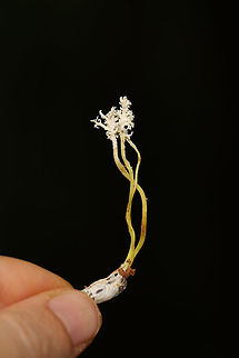 Isaria tenuipes Not 100 percent on ID, but it seems the most likely candidate. Sorry for lack of in-situ photo! Urghh! Dropped the ball there. Found at the edge of a dense mixed (hickory-oak) forest in Gordon County, Georgia, US. June 20, 2019.

I noticed the fruiting body poking out of mud/soil on the side of a ridge. Mostly oaks and hickories growing nearby. With careful digging, I produced the Lepidopteran pupal host (not sure of species, so feel free to help out there as well). 
https://www.jungledragon.com/image/80803/isaria_sp.html Cordyceps tenuipes,Geotagged,Spring,United States