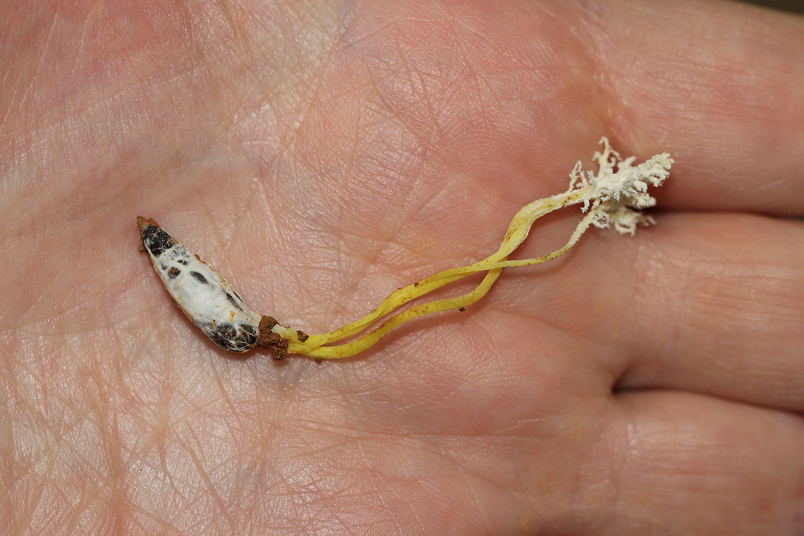 Isaria tenuipes Not 100 percent on ID, but it seems the most likely candidate.  Sorry for lack of in-situ photo! Urghh! Dropped the ball there. Found at the edge of a dense mixed (hickory-oak) forest in Gordon County, Georgia, US. June 20, 2019.<br />
<br />
I noticed the fruiting body poking out of mud/soil on the side of a ridge. Mostly oaks and hickories growing nearby. With careful digging, I produced the Lepidopteran pupal host (not sure of species, so feel free to help out there as well). <br />
<figure class="photo"><a href="https://www.jungledragon.com/image/80802/isaria_tenuipes.html" title="Isaria tenuipes"><img src="https://s3.amazonaws.com/media.jungledragon.com/images/3231/80802_thumb.jpg?AWSAccessKeyId=05GMT0V3GWVNE7GGM1R2&Expires=1767225610&Signature=Sajwx8euV%2FzeSIv%2FKngV%2F8bRJfs%3D" width="102" height="152" alt="Isaria tenuipes Not 100 percent on ID, but it seems the most likely candidate. Sorry for lack of in-situ photo! Urghh! Dropped the ball there. Found at the edge of a dense mixed (hickory-oak) forest in Gordon County, Georgia, US. June 20, 2019.<br />
<br />
I noticed the fruiting body poking out of mud/soil on the side of a ridge. Mostly oaks and hickories growing nearby. With careful digging, I produced the Lepidopteran pupal host (not sure of species, so feel free to help out there as well). <br />
https://www.jungledragon.com/image/80803/isaria_sp.html Cordyceps tenuipes,Geotagged,Spring,United States" /></a></figure> Cordyceps tenuipes,Geotagged,Spring,United States