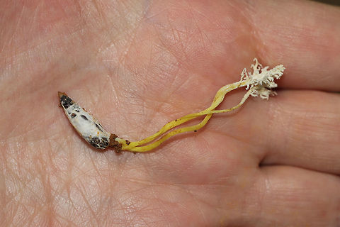 Isaria tenuipes Not 100 percent on ID, but it seems the most likely candidate.  Sorry for lack of in-situ photo! Urghh! Dropped the ball there. Found at the edge of a dense mixed (hickory-oak) forest in Gordon County, Georgia, US. June 20, 2019.

I noticed the fruiting body poking out of mud/soil on the side of a ridge. Mostly oaks and hickories growing nearby. With careful digging, I produced the Lepidopteran pupal host (not sure of species, so feel free to help out there as well). 
https://www.jungledragon.com/image/80802/isaria_sp.html Cordyceps tenuipes,Geotagged,Spring,United States