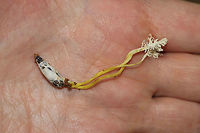 Isaria tenuipes Not 100 percent on ID, but it seems the most likely candidate.  Sorry for lack of in-situ photo! Urghh! Dropped the ball there. Found at the edge of a dense mixed (hickory-oak) forest in Gordon County, Georgia, US. June 20, 2019.<br />
<br />
I noticed the fruiting body poking out of mud/soil on the side of a ridge. Mostly oaks and hickories growing nearby. With careful digging, I produced the Lepidopteran pupal host (not sure of species, so feel free to help out there as well). <br />
https://www.jungledragon.com/image/80802/isaria_sp.html Cordyceps tenuipes,Geotagged,Spring,United States