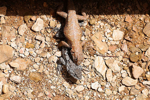 Eastern Fence Lizard pair (Sceloporus undulatus) Pair in coitus at the edge of a dense mixed (oak-hickory) forest.  Eastern fence lizard,Geotagged,Sceloporus undulatus,Spring,United States