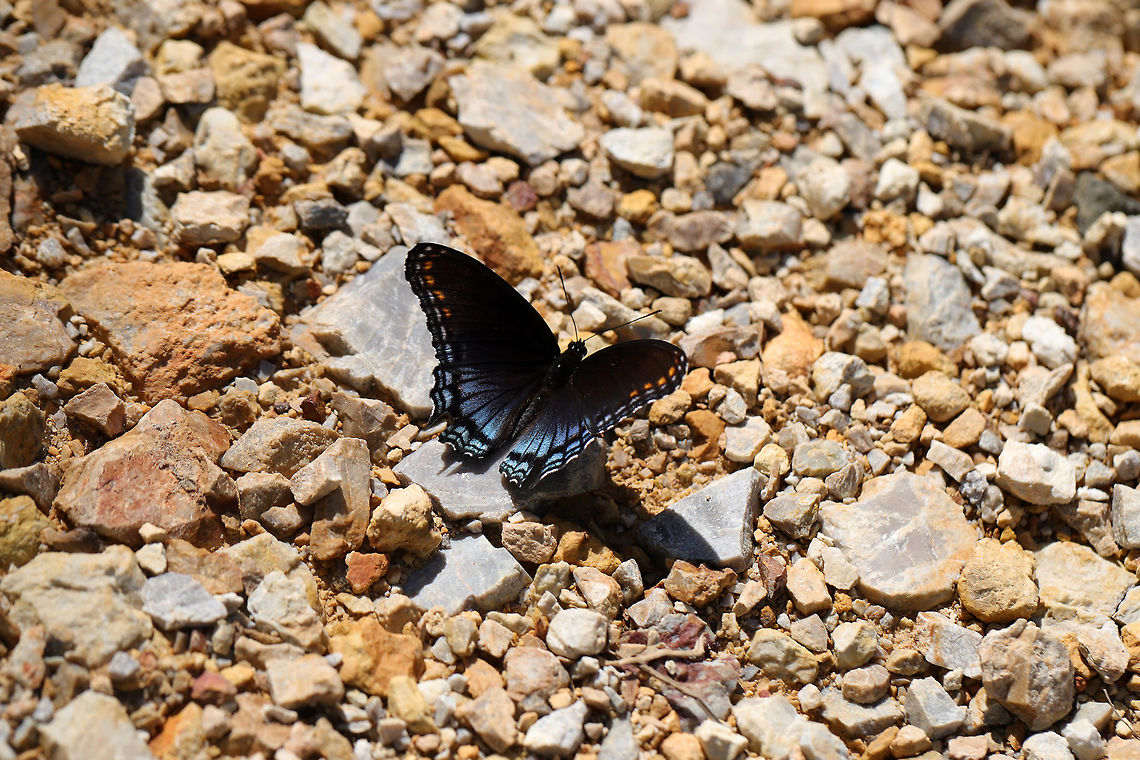 Red-spotted Purple (Limenitis arthemis astyanax) At the disturbed edge of a dense mixed forest.  Geotagged,Limenitis arthemis,Red-spotted purple,Spring,United States