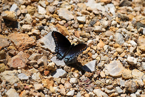 Red-spotted Purple (Limenitis arthemis astyanax) At the disturbed edge of a dense mixed forest.  Geotagged,Limenitis arthemis,Red-spotted purple,Spring,United States