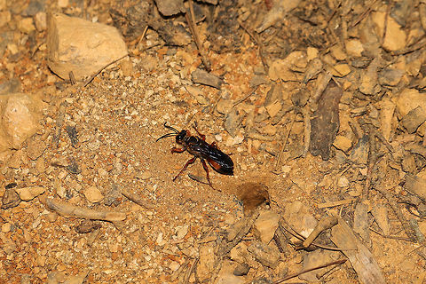 Great Golden Digger Wasp (Sphex ichneumoneus) This lovely wasp has been working on her tunnels for a few days now. She drags twigs and pebbles into particular spots around her burrow and curiously watches anyone who approaches. She will often shift and waggle her head side to side while sizing me up. She makes quite a lot of vibrating/buzzing noises whilst working on her tunnels/burrows. 

According to BugGuide, The Great Golden Digger Wasp "female digs burrows almost vertically. Cells are dug radiating out from central tunnel. Larvae are provisioned with crickets, camel crickets, katydids (long-horned grasshoppers). One paralyzed prey is placed in each cell, and one egg is laid on it. One generation per year."

https://www.jungledragon.com/image/80855/great_golden_digger_wasp_sphex_ichneumoneus.html Geotagged,Great golden digger wasp,Sphex ichneumoneus,Summer,United States