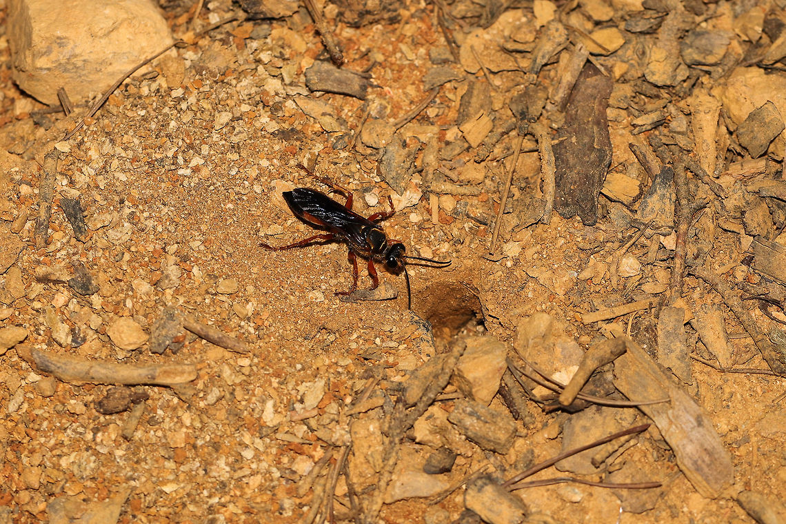 Great Golden Digger Wasp (Sphex ichneumoneus) This lovely wasp has been working on her tunnels for a few days now. She drags twigs and pebbles into particular spots around her burrow and curiously watches anyone who approaches. She will often shift and waggle her head side to side while sizing me up. She makes quite a lot of vibrating/buzzing noises whilst working on her tunnels/burrows. <br />
<br />
According to BugGuide, The Great Golden Digger Wasp &quot;female digs burrows almost vertically. Cells are dug radiating out from central tunnel. Larvae are provisioned with crickets, camel crickets, katydids (long-horned grasshoppers). One paralyzed prey is placed in each cell, and one egg is laid on it. One generation per year.&quot;<br />
<figure class="photo"><a href="https://www.jungledragon.com/image/80854/great_golden_digger_wasp_sphex_ichneumoneus.html" title="Great Golden Digger Wasp (Sphex ichneumoneus)"><img src="https://s3.amazonaws.com/media.jungledragon.com/images/3231/80854_thumb.jpg?AWSAccessKeyId=05GMT0V3GWVNE7GGM1R2&Expires=1767225610&Signature=rXW4k7gNATQyK%2ByAyVpwPI%2F8kSg%3D" width="200" height="134" alt="Great Golden Digger Wasp (Sphex ichneumoneus) This lovely wasp has been working on her tunnels for a few days now. She drags twigs and pebbles into particular spots around her burrow and curiously watches anyone who approaches. She will often shift and waggle her head side to side while sizing me up. She makes quite a lot of vibrating/buzzing noises whilst working on her tunnels/burrows. <br />
<br />
According to BugGuide, The Great Golden Digger Wasp &quot;female digs burrows almost vertically. Cells are dug radiating out from central tunnel. Larvae are provisioned with crickets, camel crickets, katydids (long-horned grasshoppers). One paralyzed prey is placed in each cell, and one egg is laid on it. One generation per year.&quot;<br />
<br />
https://www.jungledragon.com/image/80855/great_golden_digger_wasp_sphex_ichneumoneus.html Geotagged,Great golden digger wasp,Sphex ichneumoneus,Summer,United States" /></a></figure> Geotagged,Great golden digger wasp,Sphex ichneumoneus,Summer,United States