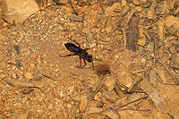 Great Golden Digger Wasp (Sphex ichneumoneus) This lovely wasp has been working on her tunnels for a few days now. She drags twigs and pebbles into particular spots around her burrow and curiously watches anyone who approaches. She will often shift and waggle her head side to side while sizing me up. She makes quite a lot of vibrating/buzzing noises whilst working on her tunnels/burrows. <br />
<br />
According to BugGuide, The Great Golden Digger Wasp "female digs burrows almost vertically. Cells are dug radiating out from central tunnel. Larvae are provisioned with crickets, camel crickets, katydids (long-horned grasshoppers). One paralyzed prey is placed in each cell, and one egg is laid on it. One generation per year."<br />
https://www.jungledragon.com/image/80854/great_golden_digger_wasp_sphex_ichneumoneus.html Geotagged,Great golden digger wasp,Sphex ichneumoneus,Summer,United States
