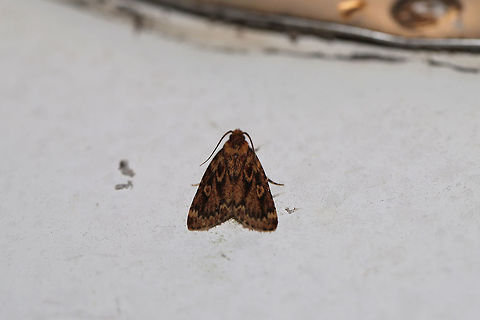 Grease Moth (Aglossa cuprina) At porch lights at the edge of a dense mixed forest  Aglossa cuprina,Geotagged,Summer,United States