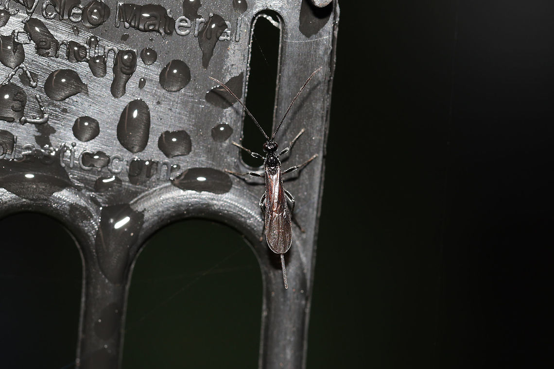 Ichneumonid Wasp (Atanycolus sp.) Tiny ichneumonid at the edge of a dense mixed forest. <br />
<br />
This genus parasitizes wood-boring beetle larvae (which are very common around these parts)! Geotagged,Summer,United States