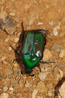 Emerald Euphoria (Euphoria fulgida) At the edge of a dense mixed forest. It was not happy to be on the hot ground in full sun. I think it may have been overheating as it began vibrating its wings and elytra rapidly whilst moving toward a shaded area. It ceased this behavior once it reached shade.
https://www.jungledragon.com/image/81000/emerald_euphoria_euphoria_fulgida.html Euphoria fulgida,Geotagged,Summer,United States