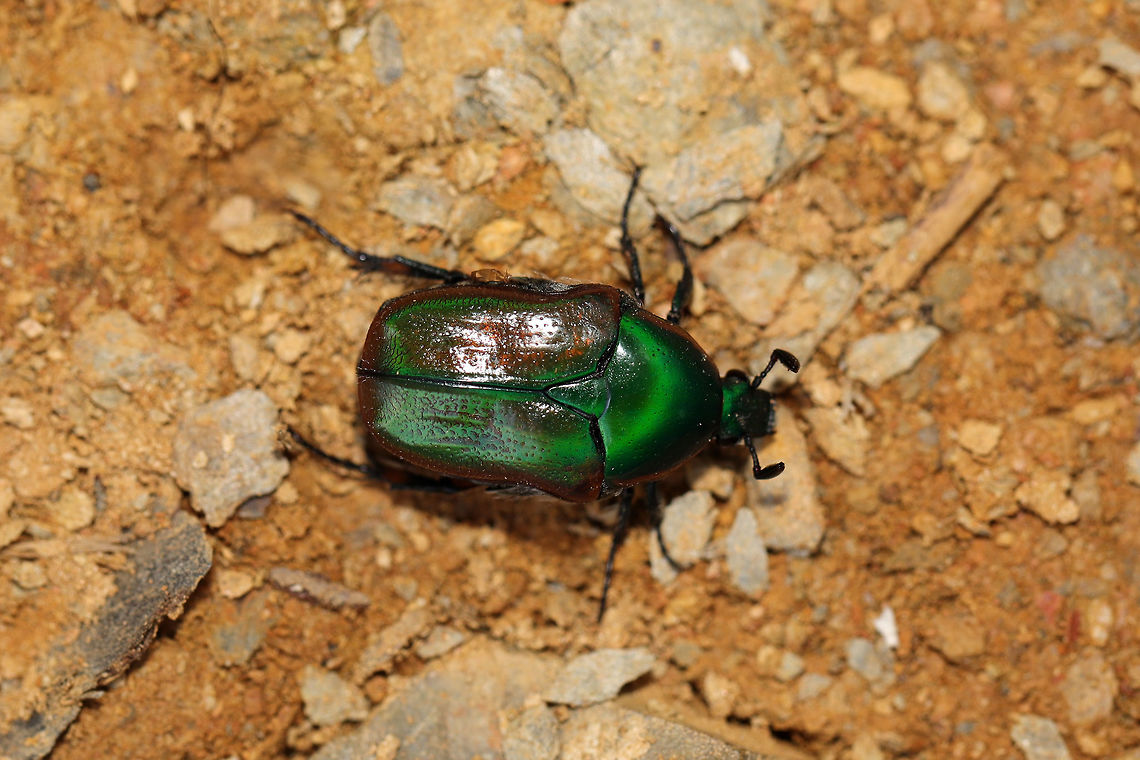 Emerald Euphoria (Euphoria fulgida) At the edge of a dense mixed forest. It was not happy to be on the hot ground in full sun. I think it may have been overheating as it began vibrating its wings and elytra rapidly whilst moving toward a shaded area. It ceased this behavior once it reached shade. <br />
<figure class="photo"><a href="https://www.jungledragon.com/image/80999/emerald_euphoria_euphoria_fulgida.html" title="Emerald Euphoria (Euphoria fulgida)"><img src="https://s3.amazonaws.com/media.jungledragon.com/images/3231/80999_thumb.jpg?AWSAccessKeyId=05GMT0V3GWVNE7GGM1R2&Expires=1763596810&Signature=O9pfpw%2Fl5kQz8cd1ZQ7iKkJ%2BQGI%3D" width="102" height="152" alt="Emerald Euphoria (Euphoria fulgida) At the edge of a dense mixed forest. It was not happy to be on the hot ground in full sun. I think it may have been overheating as it began vibrating its wings and elytra rapidly whilst moving toward a shaded area. It ceased this behavior once it reached shade.<br />
https://www.jungledragon.com/image/81000/emerald_euphoria_euphoria_fulgida.html Euphoria fulgida,Geotagged,Summer,United States" /></a></figure> Euphoria fulgida,Geotagged,Summer,United States
