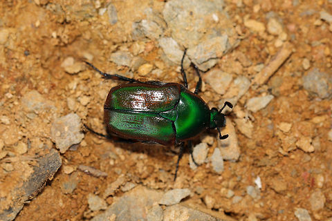 Emerald Euphoria (Euphoria fulgida) At the edge of a dense mixed forest. It was not happy to be on the hot ground in full sun. I think it may have been overheating as it began vibrating its wings and elytra rapidly whilst moving toward a shaded area. It ceased this behavior once it reached shade. 
https://www.jungledragon.com/image/80999/emerald_euphoria_euphoria_fulgida.html Euphoria fulgida,Geotagged,Summer,United States