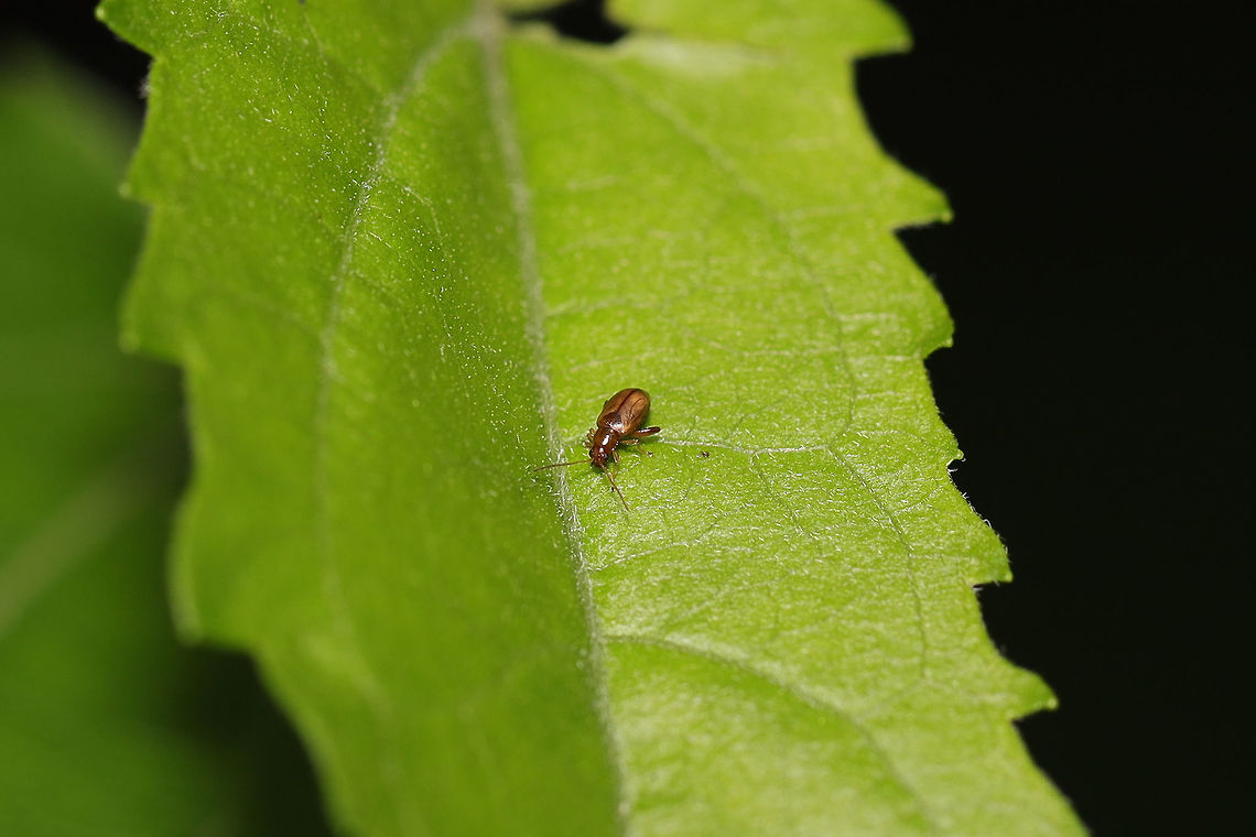 Flea Beetle (Luperaltica nigripalpis) Found at the edge of a dense mixed (hickory-oak) forest in Gordon County, Georgia, US. June 20, 2019.  Geotagged,Luperaltica nigripalpis,Spring,United States