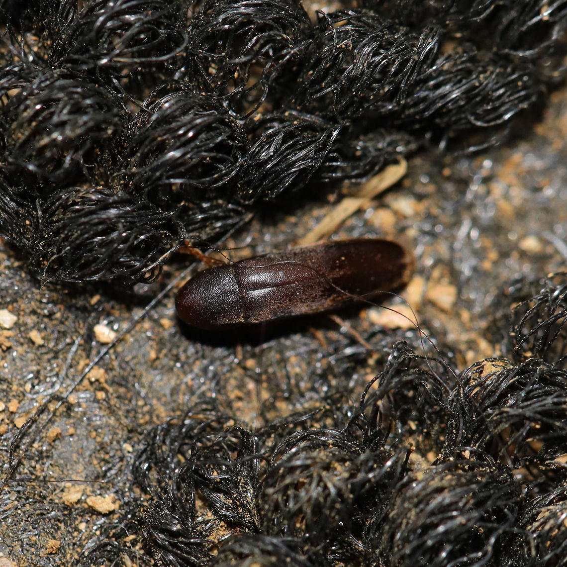 False Darkling Beetle (Phloiotrya sp.) Tiny beetle swept into an outdoor rug with debris (6-8mm length) at the edge of a dense mixed (oak-hickory-pine) forest. Geotagged,Spring,United States