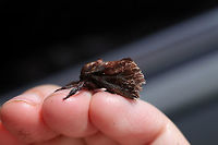 Saddleback Caterpillar Moth (Acharia stimulea) Found in the garden section of a Home Depot department store. <br />
https://www.jungledragon.com/image/81083/saddleback_caterpillar_moth_acharia_stimulea.html Acharia stimulea,Geotagged,Saddleback Caterpillar,Spring,United States
