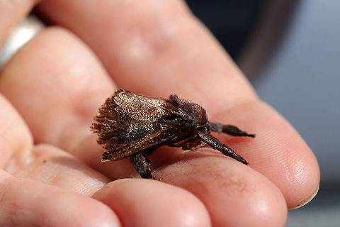 Saddleback Caterpillar Moth (Acharia stimulea) Found in the garden section of a Home Depot department store. 
https://www.jungledragon.com/image/81082/saddleback_caterpillar_moth_acharia_stimulea.html Acharia stimulea,Geotagged,Saddleback Caterpillar,Spring,United States